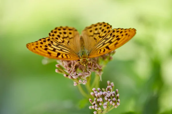 花のように鮮やかな色蝶のクローズ アップ — ストック写真