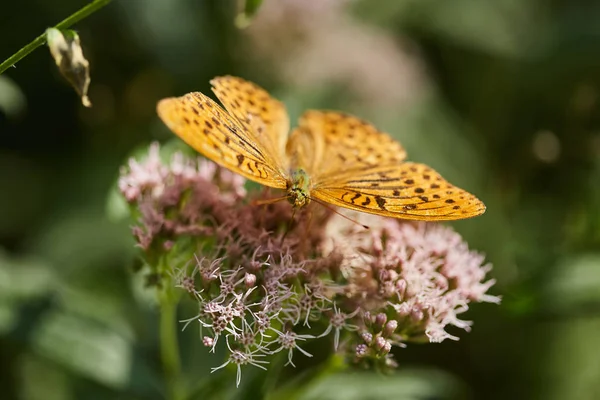 Canlı Renkli Kelebek Çiçek Closeup — Stok fotoğraf