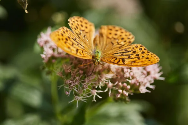 Primer Plano Vibrante Mariposa Color Flor —  Fotos de Stock