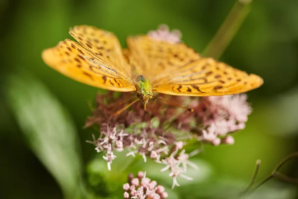 Крупный План Яркой Цветной Бабочки Цветке — стоковое фото