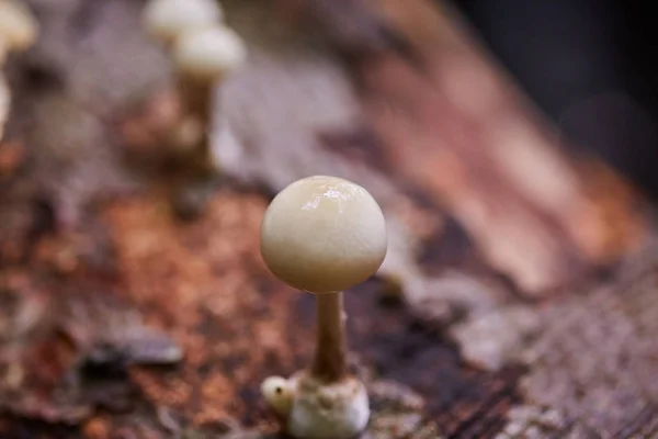 Porcelain Fungus Oudemansiella Mucida Dead Tree Wood Closeup — Stock Photo, Image