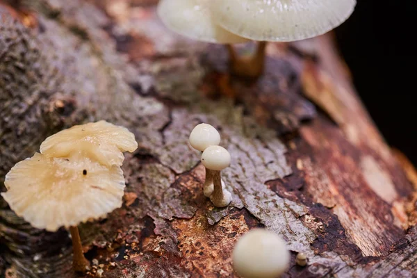 Porcelain Fungus Oudemansiella Mucida Dead Tree Wood Closeup — Stock Photo, Image