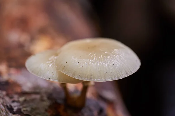 Fungo Porcellana Oudemansiella Mucida Legno Albero Morto Primo Piano — Foto Stock