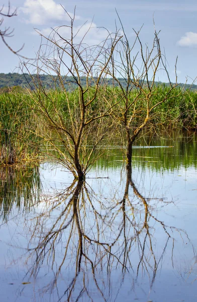 Bomen Weerspiegelen Meerwater Met Reed Achter — Stockfoto