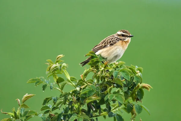 Whinchat Saxicola Rubetra Perché Sur Une Brindille Dans Buisson — Photo