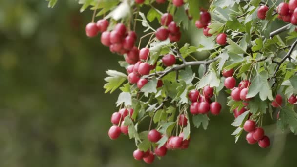 Closeup Hawthorn Fruits Bush Moving Wind Daytime — Stock Video