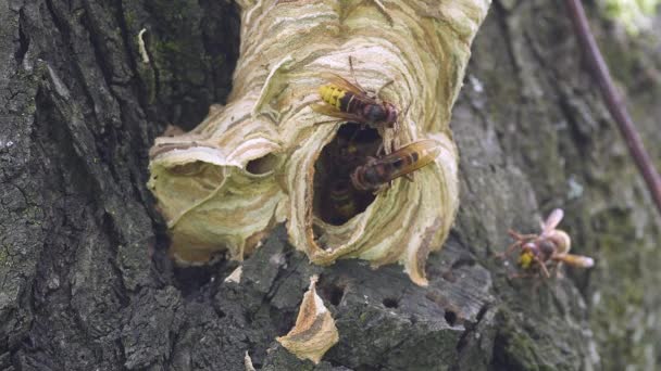 Vespa Carbo Hornets Flying Building Nest — Stock Video