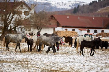 Kış aylarında çiftliğinde safkan atları sürüsü