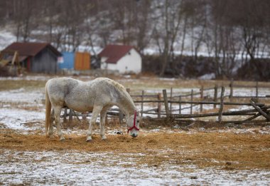 Kış aylarında çiftliğinde safkan atları sürüsü