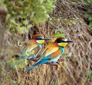 Arı yiyen kuşlar, arı kuşu apiaster, çeşitli duruşlar