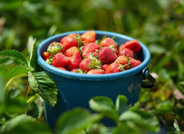 Ζουμερά Γλυκά Φράουλες Στον Κάδο Φρεσκοκομμένα — Φωτογραφία Αρχείου