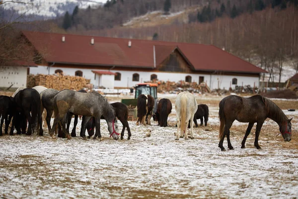 Herd of thoroughbred horses at the farm, during winter