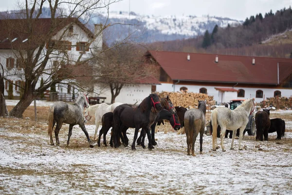 冬の間 農場で純血種の馬の群れ — ストック写真