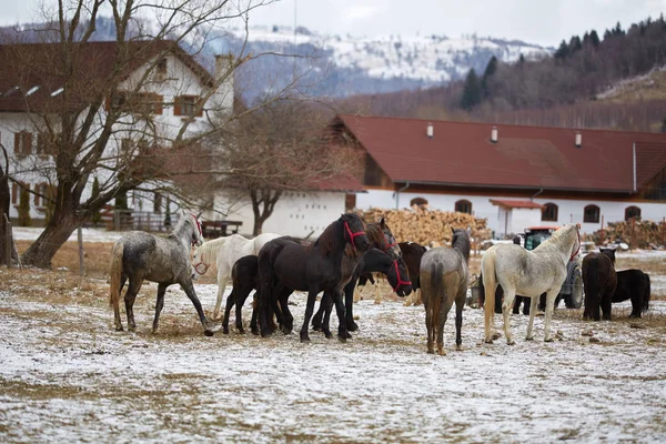 Besättningen Fullblodshästar Gården Vintern — Stockfoto