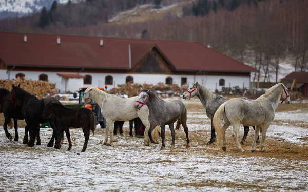 Herd of thoroughbred horses at the farm, during winter