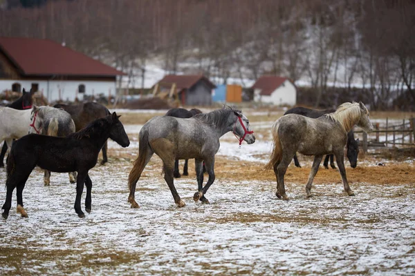 Herd of thoroughbred horses at the farm, during winter