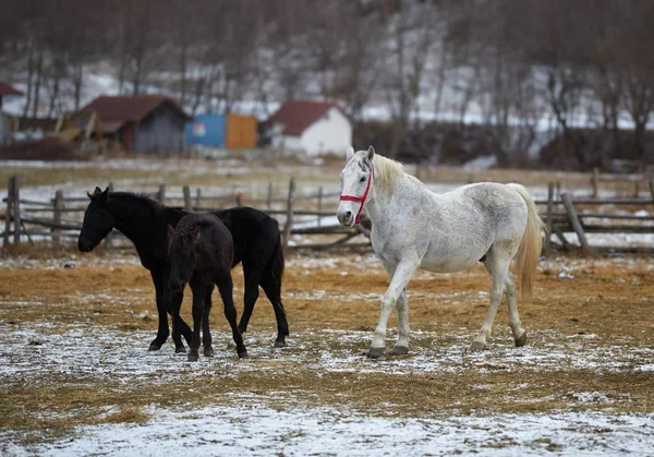 Herd of thoroughbred horses at the farm, during winter