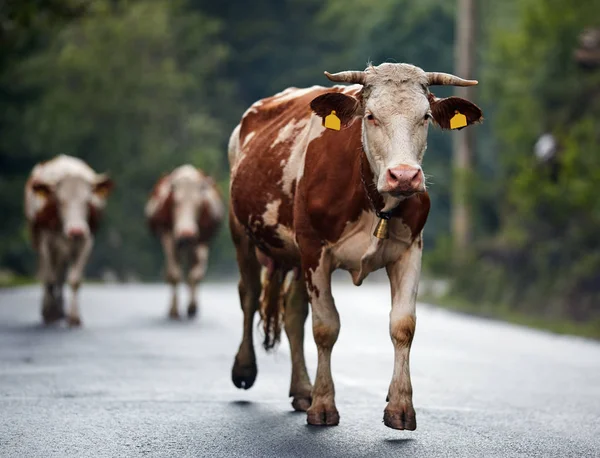 田舎の舗装路を歩く牛 — ストック写真