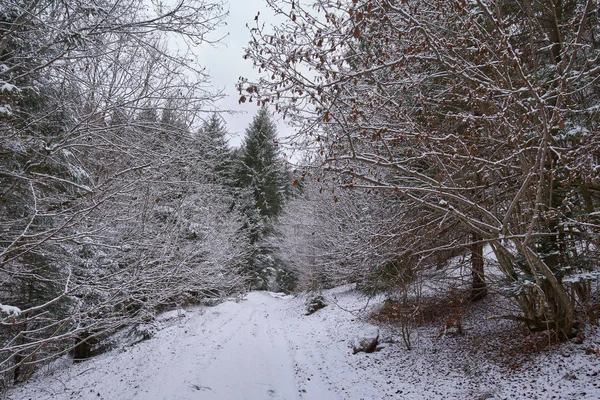 冬の山へ雪の道 — ストック写真