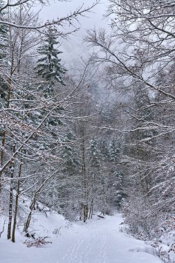 Bir kanyonda karla kaplı bir yol ile manzara