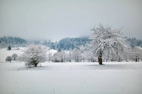 Alberi Nel Campo Neve Con Foresta Distanza — Foto Stock