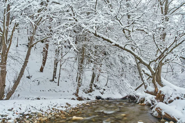 Winterlandschaft Mit Einem Fluss Und Frostigen Bäumen — Stockfoto