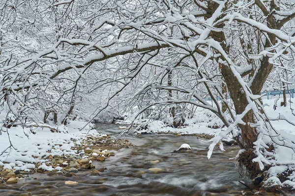 Zimní Krajina Řekou Mrazivý Stromy — Stock fotografie