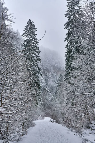 Landskap Med Väg Täckt Med Snö Genom Kanjon — Stockfoto