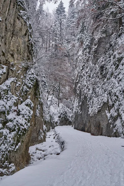 Paisagem Com Uma Estrada Coberta Neve Através Desfiladeiro — Fotografia de Stock