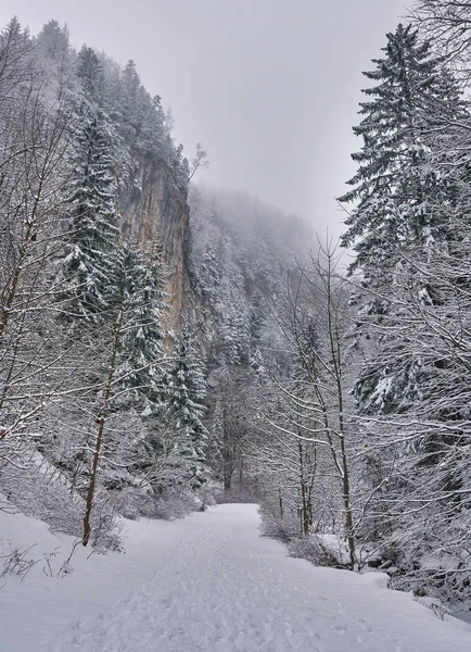 在峡谷中 道路上覆盖着雪的风景 — 图库照片