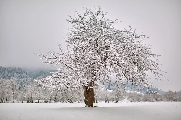 Árboles Campo Nieve Con Bosque Distancia Imágenes de stock libres de derechos