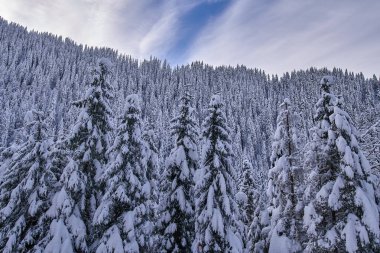 Köknar ağaçlarıyla gündüz karla kaplı dağ manzarası