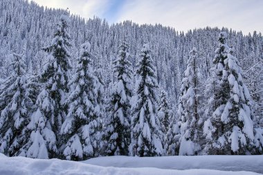 Köknar ağaçlarıyla gündüz karla kaplı dağ manzarası