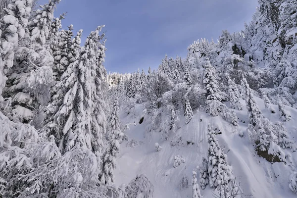 Paisaje Montaña Con Abetos Cubiertos Nieve Durante Día — Foto de Stock