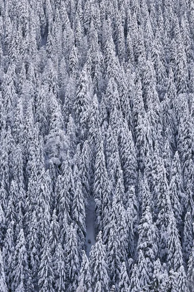 Mountain Landscape Fir Trees Covered Snow Daytime — Stock Photo, Image