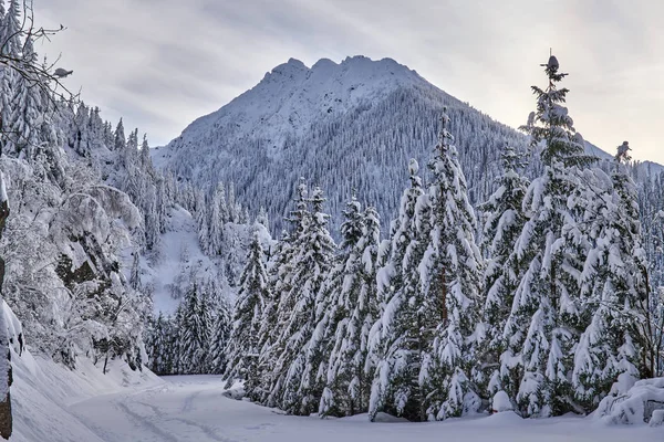 Paysage Hivernal Avec Chaîne Montagnes Couvertes Neige Pinèdes — Photo