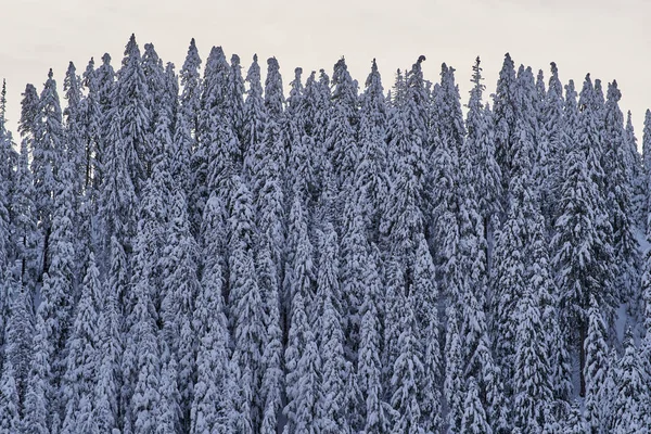 Berglandschaft Mit Tannenbäumen Die Tagsüber Mit Schnee Bedeckt Sind — Stockfoto