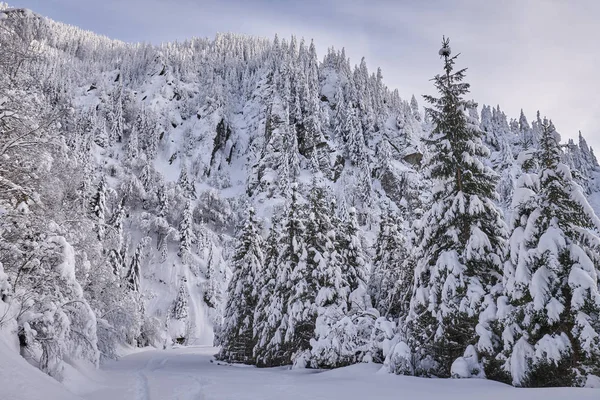 Paisaje Montaña Con Abetos Cubiertos Nieve Durante Día — Foto de Stock