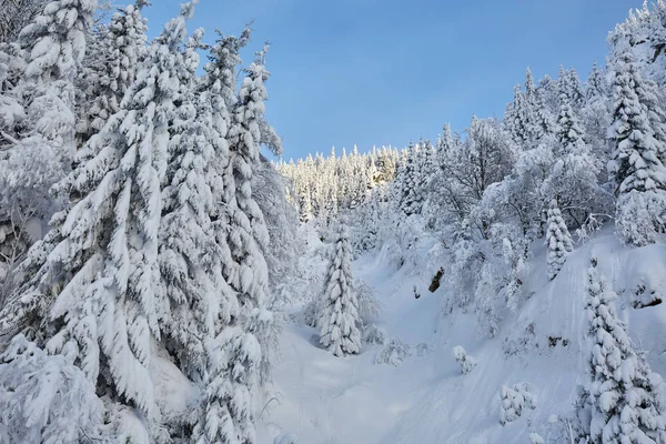 Paysage Montagne Avec Sapins Couverts Neige Jour — Photo