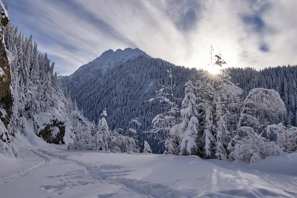 Zimní Krajina Pohoří Pokryté Sněhem Borový Les — Stock fotografie