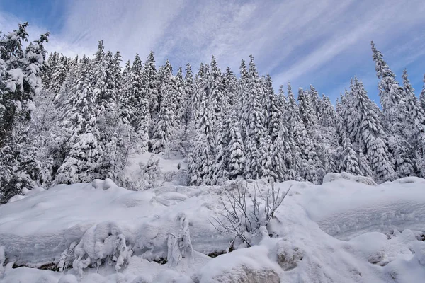 Köknar Ağaçlarıyla Gündüz Karla Kaplı Dağ Manzarası — Stok fotoğraf