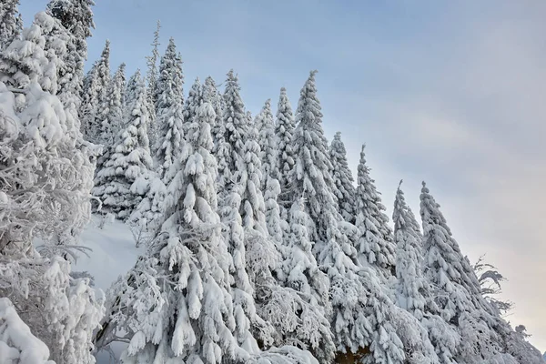 Paisaje Montaña Con Abetos Cubiertos Nieve Durante Día — Foto de Stock