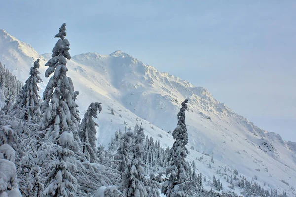 Paisaje Invernal Con Cordillera Cubierta Nieve Bosque Pinos — Foto de Stock