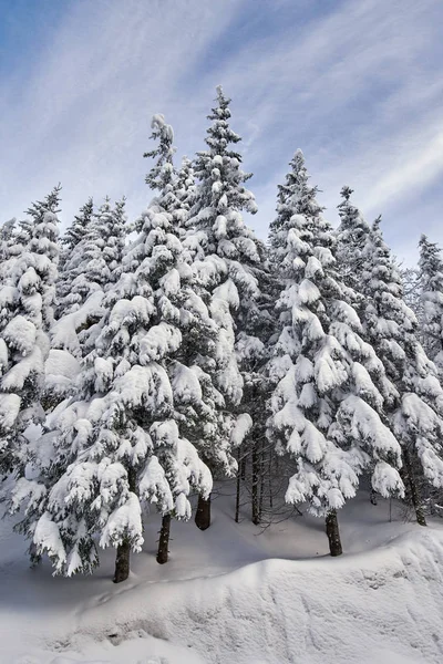 Paisaje Montaña Con Abetos Cubiertos Nieve Durante Día —  Fotos de Stock