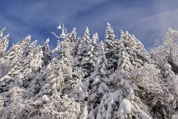 Paisaje Montaña Con Abetos Cubiertos Nieve Durante Día —  Fotos de Stock