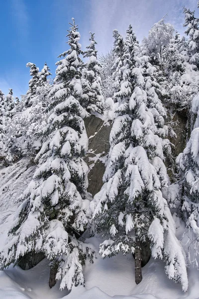 Paisaje Montaña Con Abetos Cubiertos Nieve Durante Día —  Fotos de Stock