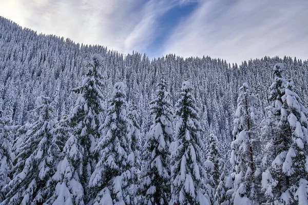 Paisaje Montaña Con Abetos Cubiertos Nieve Durante Día — Foto de Stock