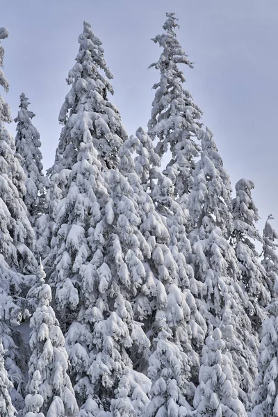 Berglandschaft Mit Tannenbäumen Die Tagsüber Mit Schnee Bedeckt Sind — Stockfoto