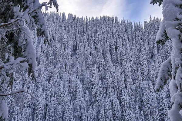 Horská Krajina Jedlí Pokrytý Sněhem Dne — Stock fotografie