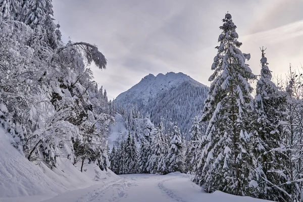 Paisaje Invernal Con Cordillera Cubierta Nieve Bosque Pinos — Foto de Stock